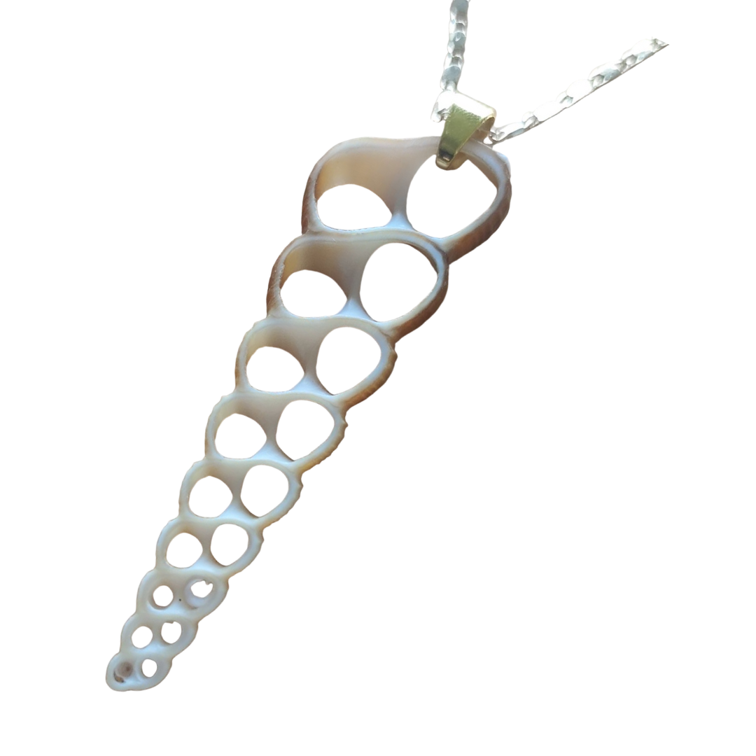 Pendente in conchiglia naturale Terebra Turritella