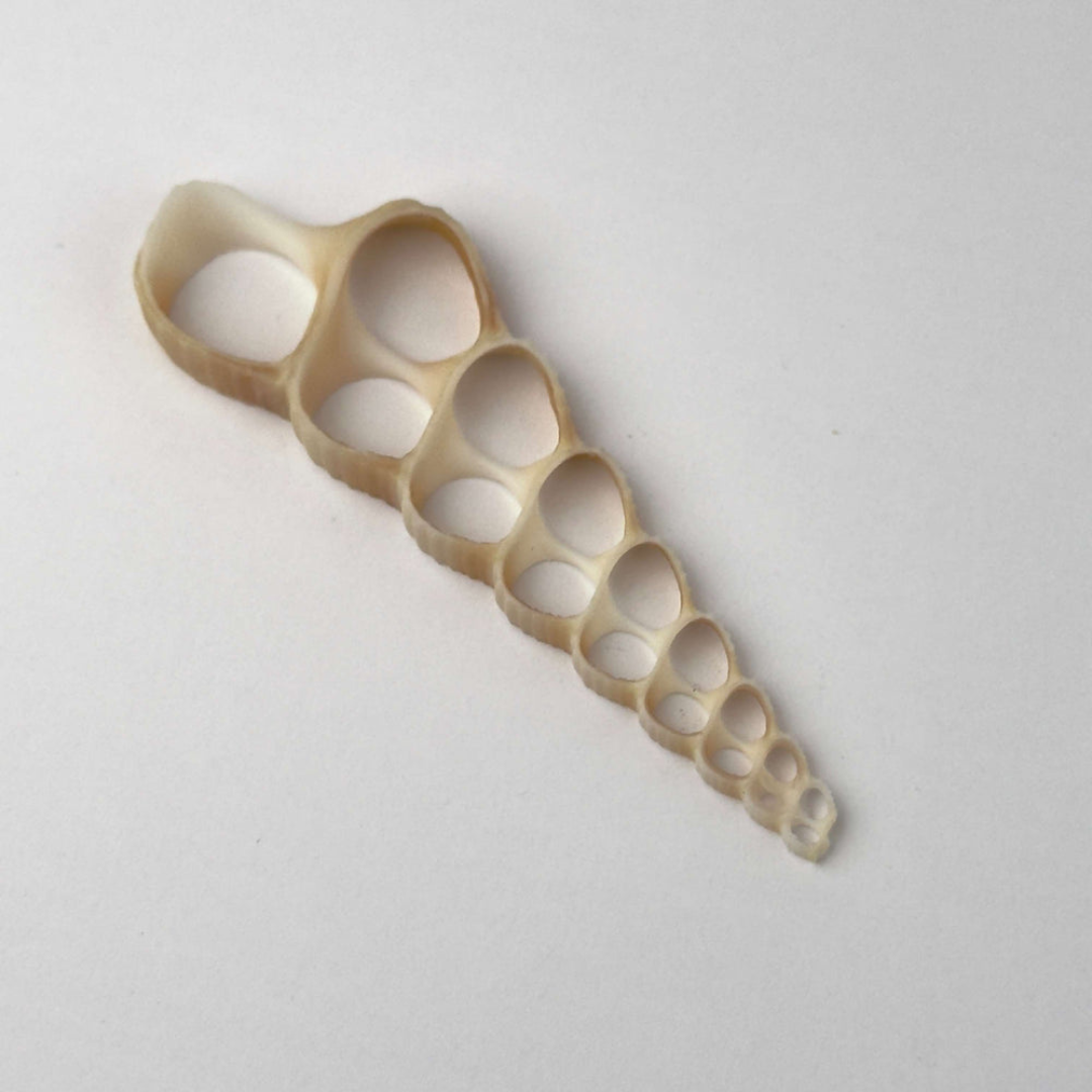 Pendente in conchiglia naturale Terebra Turritella, dimensioni