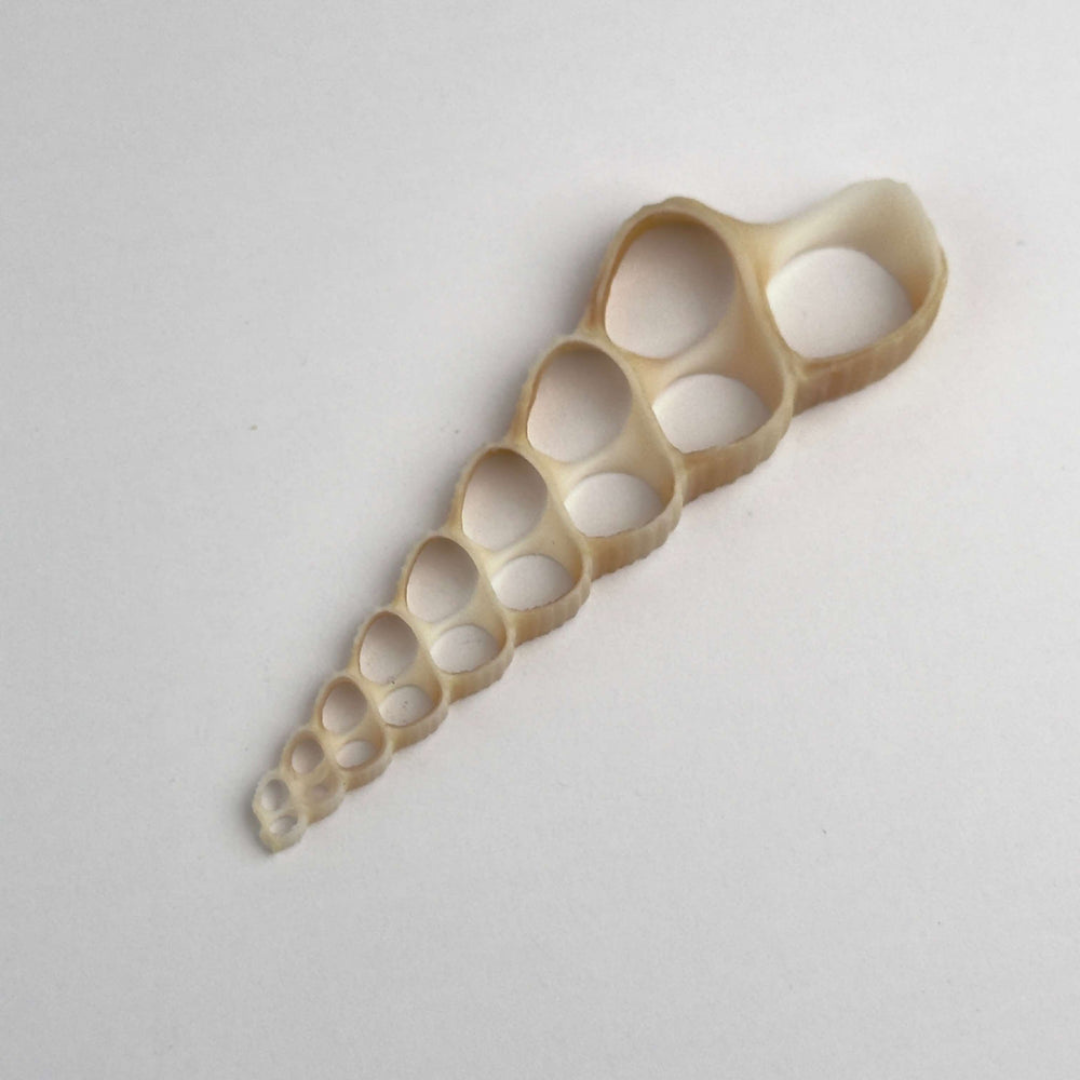 Pendente in conchiglia naturale Terebra Turritella, laterale